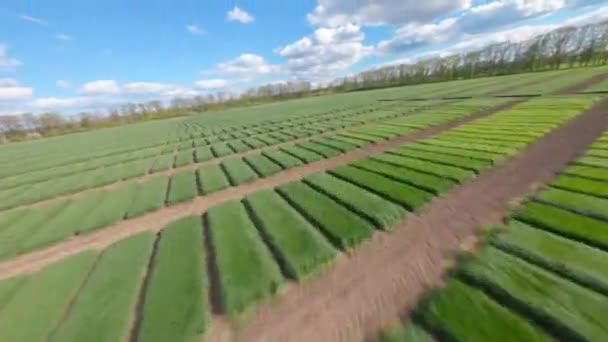 Πεδίο Της Ουκρανίας Καλλιέργεια Των Καλλιεργειών Νεαρά Φύτρα Τρόφιμα Αεροφωτογραφία — Αρχείο Βίντεο