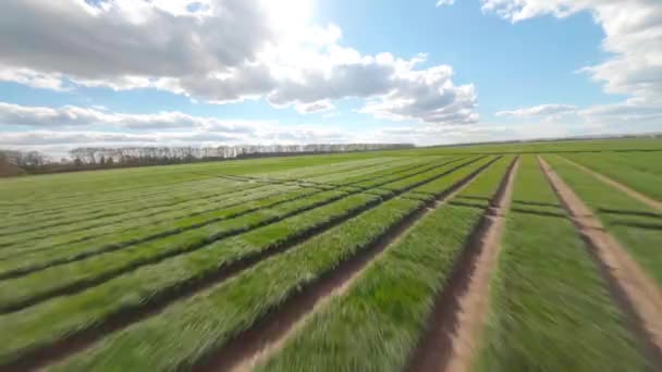 Ukrajna Területén Növénytermesztés Fiatal Csírák Élelmiszer Légi Kilátás Zöld Mezők — Stock videók