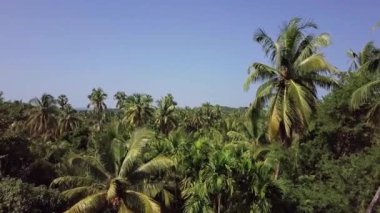 Okyanus sahilindeki palmiye ağaçları, Pasifik kıyısındaki tropikal ormanlar, hindistan cevizi ağaçları ve Jogja, Endonezya 'da evi olan diğer ağaçlar, egzotik lüks tatil köyleri ahşap evleri arasında bir ev. 