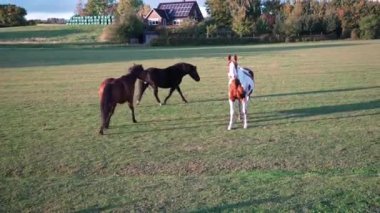 Safkan atlar gün doğumunda bir tarlada yürüyorlar. Sahada oynayan güzel atlar, gün batımında turuncu güneşli kirişlerde otlayan atlar. Dramatik sis sahnesi. At otların üzerinde dörtnala koşar. 