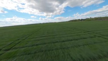 Ukrayna tarlası, mahsul ekimi, taze lahanalar, yiyecek, baharda yeşil tarlaların havadan görünüşü. Güzel ilkbahar kırsal manzarası, kırsal manzarası, manzarası, yaz güneşinin ışınlarındaki tarlası.