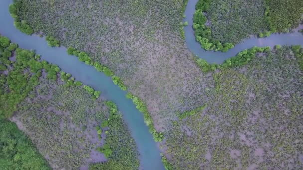 Grüne Palmölplantage Palmen Reihen Luftaufnahme Nach Vorn Waldpanorama Flug Über — Stockvideo