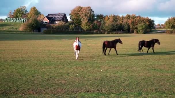 日出时分 一匹纯种马在田野里散步 美丽的马在田里玩耍 马在日落的时候在牧场上吃草 戏剧化的雾气场面 马在草地上飞奔 — 图库视频影像