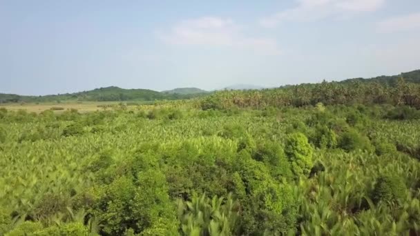 グリーンパーム油プランテーション 列のヤシ 空中前方 森林パノラマ 熱帯プランテーションの上を飛行します 対称的に農地の新鮮な緑のパターン 農業と農業 ココナッツ植え付け — ストック動画