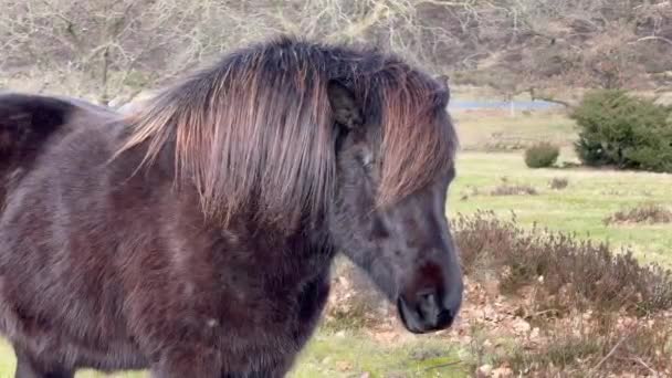 冰岛人的马在雪地里 冰岛人的马 冰岛人的马是一种马 在挪威的罗浮敦 马是小的 有时是小的 有小马大小 很友好 好奇观光客 — 图库视频影像