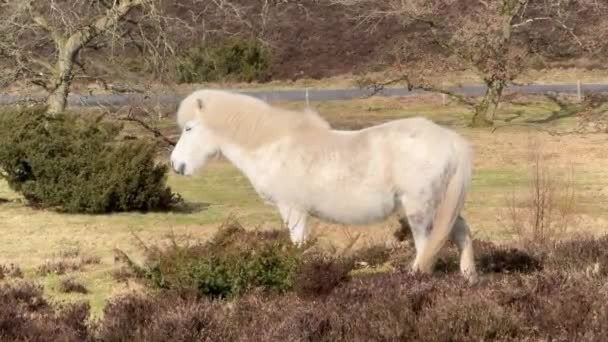 アイスランドのホワイトアイスランド馬 アイスランドの白馬は ノルウェーのロフテンで馬 馬は小さく 時にはポニーサイズ フレンドリーな動物であり 観光客なら好奇心 — ストック動画