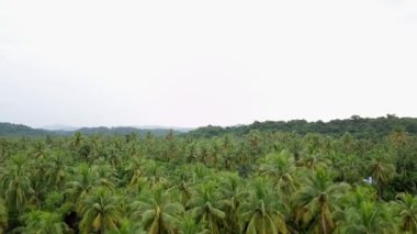 Yeşil palmiye yağı tarlaları, sıra sıra avuçlar, gökyüzü, orman manzarası, tropikal tarlaların üzerinde uçan. Simetrik tarım arazisinin taze yeşil deseni. Tarım ve çiftçilik, hindistan cevizi ekimi.