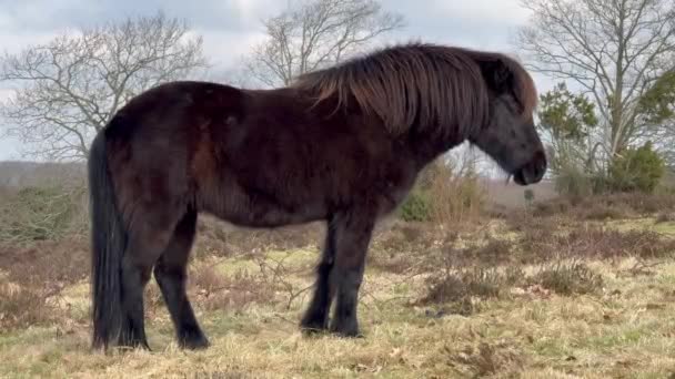 Коричневая Исландская Лошадь Снегу Исландия Исландская Красная Лошадь Является Породой — стоковое видео