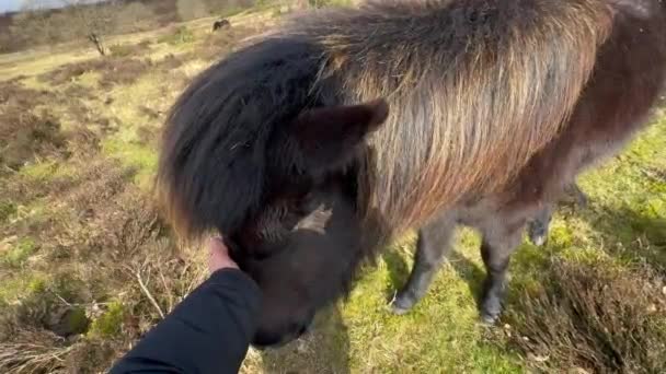 人抚摸着马 人与自然关系的概念 动物护理 日落时在草地上用手抚摩治疗马 主题是海马疗法 友善的动物和好奇如果游客在Lofoten — 图库视频影像