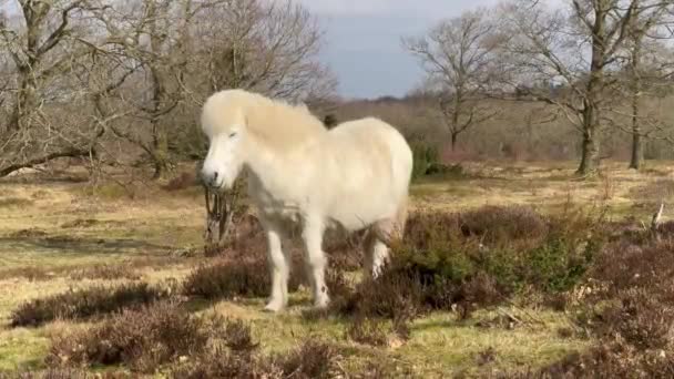 Vit Islandshäst Island Den Islandshäst Ras Häst Hästar Lofoten Norge — Stockvideo