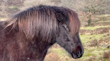 Kardaki kahverengi İzlanda atı, İzlanda kırmızı atı, Lofoten, Norveç 'teki atlar, bazen midilli büyüklüğünde, dost canlısı ve turist olup olmadığını merak eden bir at türüdür..