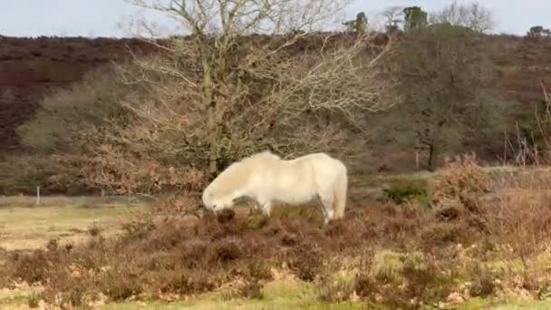 Белая Исландская Лошадь Исландии Исландская Белая Лошадь Является Породой Лошадей — стоковое видео