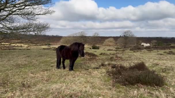 Brown Ισλανδικό Άλογο Στο Χιόνι Ισλανδία Ισλανδικό Κόκκινο Άλογο Είναι — Αρχείο Βίντεο