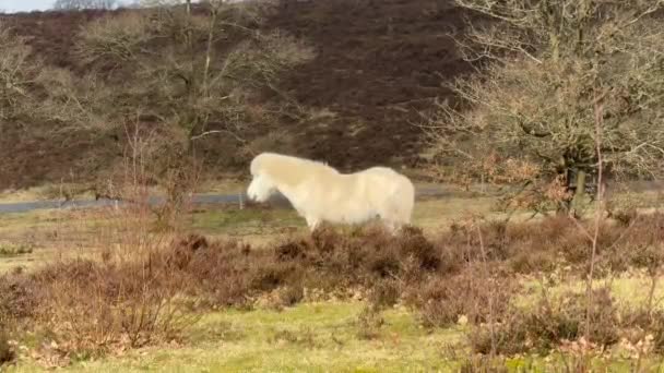Коричневая Исландская Лошадь Снегу Исландия Исландская Красная Лошадь Является Породой — стоковое видео