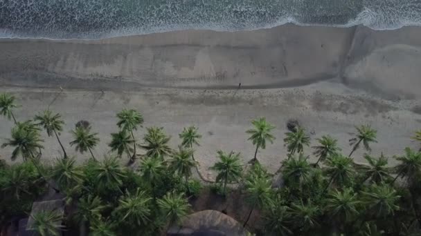 Casa Entre Palmeras Una Playa Del Océano Bosque Tropical Costa — Vídeos de Stock