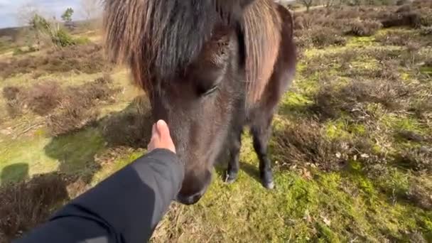 Człowiek Głaskający Konia Koncepcja Relacji Człowiek Natura Opieka Nad Zwierzętami — Wideo stockowe