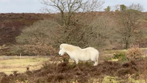 Weißes Islandpferd Island Das Weiße Islandpferd Ist Eine Pferderasse Pferde — Stockvideo