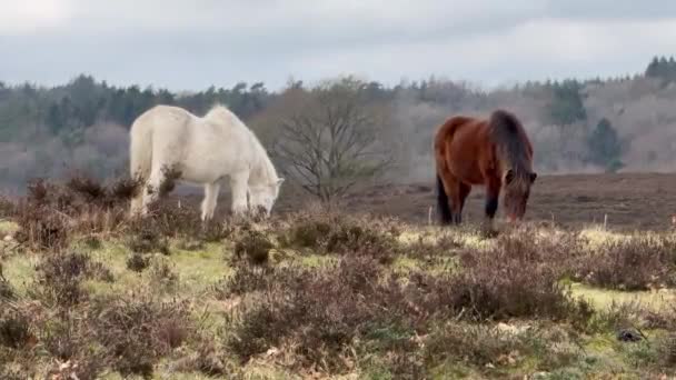 Λευκό Ισλανδικό Άλογο Στην Ισλανδία Ισλανδικό Λευκό Άλογο Είναι Μια — Αρχείο Βίντεο