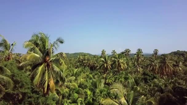 Плантация Зеленого Пальмового Масла Пальмы Рядами Воздушный Вперед Лесная Панорама — стоковое видео