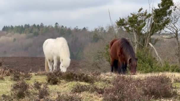 Biały Islandzki Koń Islandii Islandzki Biały Koń Jest Rasą Koni — Wideo stockowe