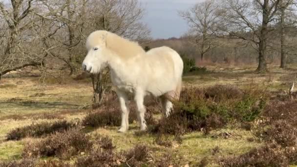 Белая Исландская Лошадь Исландии Исландская Белая Лошадь Является Породой Лошадей — стоковое видео