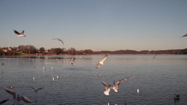 Möwenfütterung Sehr Freundliche Möwe Nimmt Brot Vogelfütterung Gegen Den Himmel — Stockvideo