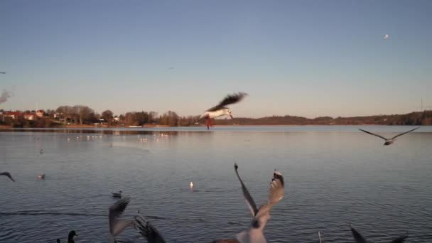 Seagull Feeding Very Friendly Seagull Takes Bread Feeding Bird Sky — Stock Video