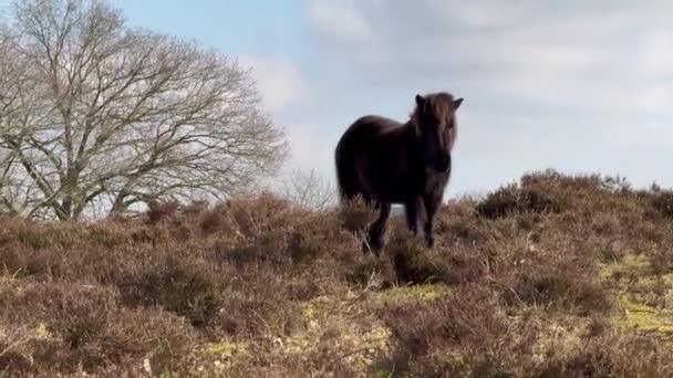 冰岛人的马在雪地里 冰岛人的马 冰岛人的马是一种马 在挪威的罗浮敦 马是小的 有时是小的 有小马大小 很友好 好奇观光客 — 图库视频影像
