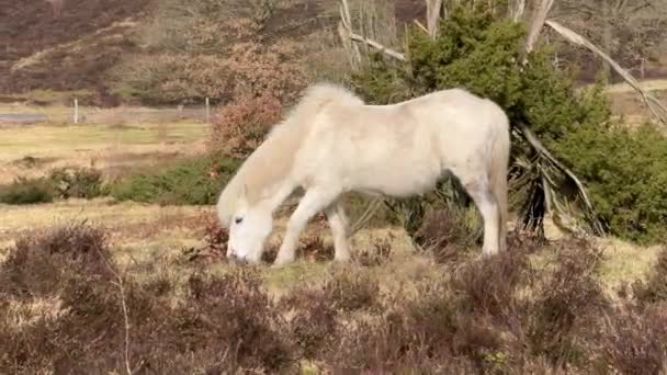 Vit Islandshäst Island Den Islandshäst Ras Häst Hästar Lofoten Norge — Stockvideo