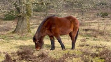 Kardaki kahverengi İzlanda atı, İzlanda kırmızı atı, Lofoten, Norveç 'teki atlar, bazen midilli büyüklüğünde, dost canlısı ve turist olup olmadığını merak eden bir at türüdür..