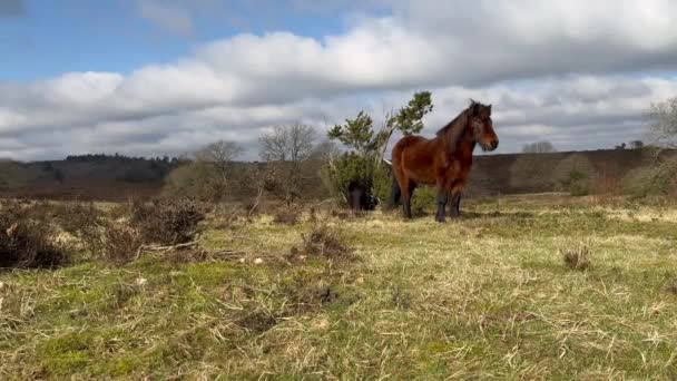 Ruskea Islantilainen Hevonen Lumessa Islanti Islanti Punainen Hevonen Hevosrotu Hevoset — kuvapankkivideo