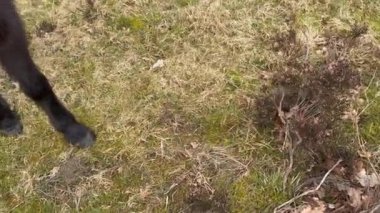 Atı okşayan bir adam. İnsan-doğa ilişkileri kavramı. Hayvan bakımı. Gün batımında çayırda terapi atının elle okşaması. Hipoterapi temaları, dost canlısı hayvanlar ve Lofoten 'de turist olup olmadığını merak ediyorum.