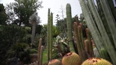 Müzenin önündeki güzel yeşil bahçe manzarası, Napoli 'deki Pignatelli Müzesi güneşli bir günde, Hindistan cevizi palmiyeleri yerden mavi güneşli gökyüzü manzarasına karşı taçlanıyor.