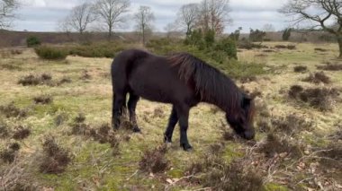 Kardaki kahverengi İzlanda atı, İzlanda kırmızı atı, Lofoten, Norveç 'teki atlar, bazen midilli büyüklüğünde, dost canlısı ve turist olup olmadığını merak eden bir at türüdür..