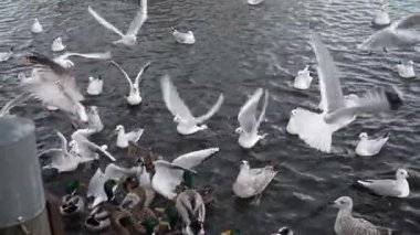 Martı besleniyor - çok dost canlısı martı ekmeği alıyor, Gökyüzüne Karşı Beslenen Kuş, Yavaş Hareket. Deniz kıyısında beslenen bir martı sürüsü. Kumsalda peynir ve kraker yiyen martılar.