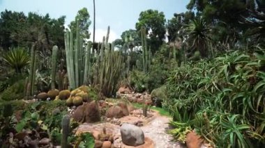 Müzenin önündeki güzel yeşil bahçe manzarası, Napoli 'deki Pignatelli Müzesi güneşli bir günde, Hindistan cevizi palmiyeleri yerden mavi güneşli gökyüzü manzarasına karşı taçlanıyor.