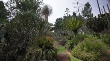 Müzenin önündeki güzel yeşil bahçe manzarası, Napoli 'deki Pignatelli Müzesi güneşli bir günde, Hindistan cevizi palmiyeleri yerden mavi güneşli gökyüzü manzarasına karşı taçlanıyor.