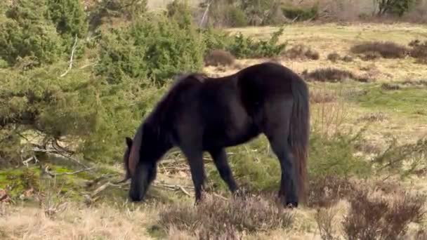 Brun Islandshäst Snön Island Islandshästen Hästras Hästar Vid Lofoten Norge — Stockvideo