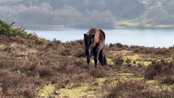 Brun Islandshäst Snön Island Islandshästen Hästras Hästar Vid Lofoten Norge — Stockvideo