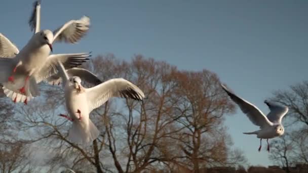 Makan Burung Camar Burung Camar Yang Sangat Ramah Mengambil Roti — Stok Video
