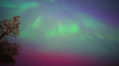 Renkli kuzey ışıkları, mor ve yeşil aurora, ağaçların üzerindeki kuzey ışıkları, Aurora borealis kutup ışıkları ayarlandı. Gökyüzünde farklı şekillerde ve renkte parlayan kuzey ışıkları, gölde yaz aurora