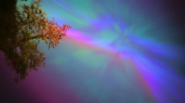 Renkli kuzey ışıkları, mor ve yeşil aurora, ağaçların üzerindeki kuzey ışıkları, Aurora borealis kutup ışıkları ayarlandı. Gökyüzünde farklı şekillerde ve renkte parlayan kuzey ışıkları, gölde yaz aurora