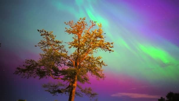 Colorful Northern Lights Purple Green Aurora Northern Lights Tree Line — Vídeo de Stock