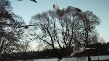 Martı besleniyor - çok dost canlısı martı ekmeği alıyor, Gökyüzüne Karşı Beslenen Kuş, Yavaş Hareket. Deniz kıyısında beslenen bir martı sürüsü. Kumsalda peynir ve kraker yiyen martılar.