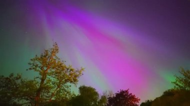 Renkli kuzey ışıkları, mor ve yeşil aurora, ağaçların üzerindeki kuzey ışıkları, Aurora borealis kutup ışıkları ayarlandı. Gökyüzünde farklı şekillerde ve renkte parlayan kuzey ışıkları, gölde yaz aurora