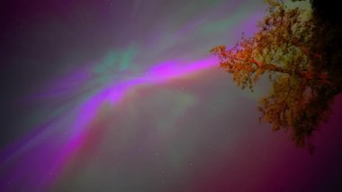 Renkli kuzey ışıkları, mor ve yeşil aurora, ağaçların üzerindeki kuzey ışıkları, Aurora borealis kutup ışıkları ayarlandı. Gökyüzünde farklı şekillerde ve renkte parlayan kuzey ışıkları, gölde yaz aurora