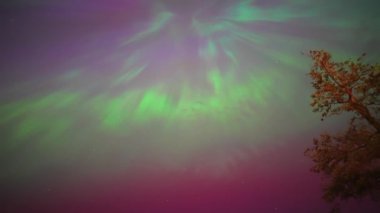Renkli kuzey ışıkları, mor ve yeşil aurora, ağaçların üzerindeki kuzey ışıkları, Aurora borealis kutup ışıkları ayarlandı. Gökyüzünde farklı şekillerde ve renkte parlayan kuzey ışıkları, gölde yaz aurora