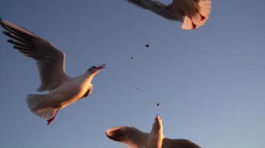 Martı besleniyor - çok dost canlısı martı ekmeği alıyor, Gökyüzüne Karşı Beslenen Kuş, Yavaş Hareket. Deniz kıyısında beslenen bir martı sürüsü. Kumsalda peynir ve kraker yiyen martılar.