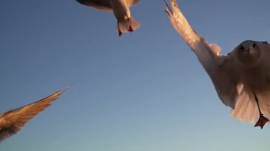 Martı besleniyor - çok dost canlısı martı ekmeği alıyor, Gökyüzüne Karşı Beslenen Kuş, Yavaş Hareket. Deniz kıyısında beslenen bir martı sürüsü. Kumsalda peynir ve kraker yiyen martılar.