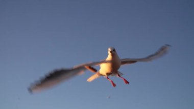 Martı besleniyor - çok dost canlısı martı ekmeği alıyor, Gökyüzüne Karşı Beslenen Kuş, Yavaş Hareket. Deniz kıyısında beslenen bir martı sürüsü. Kumsalda peynir ve kraker yiyen martılar.